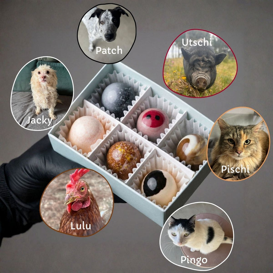 Die Tiere vom Lebenshof Kukus Garden: Patch, Utschi, Jacky, Pischi, Lulu und Pingo
